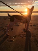 Moki the traveler