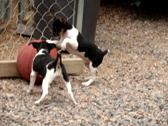 Group shots and video of pups