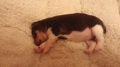 Enlarge photo 13