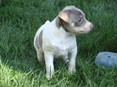 Hogssden Copper