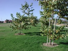 Enlarge photo 10