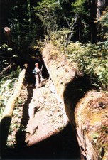 Enlarge photo 32