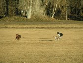 Enlarge photo 86