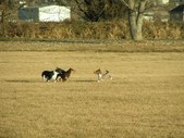 Enlarge photo 87