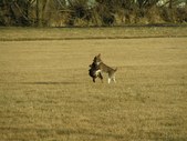 Enlarge photo 92