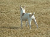 Enlarge photo 109