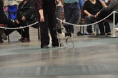 Enlarge photo 37
