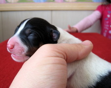 Enlarge photo 47
