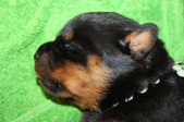 Enlarge photo 23