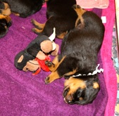 Enlarge photo 21