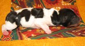 Enlarge photo 37