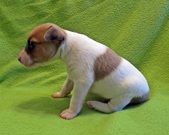 Enlarge photo 9