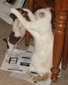 Enlarge photo 22