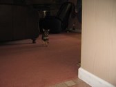 Enlarge photo 98
