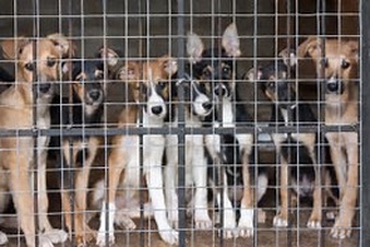 Illegal Rescues and how easy it is to do