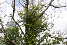 Enlarge photo 2