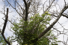 Ash Trees