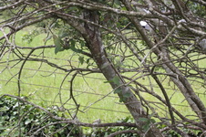 Enlarge photo 10