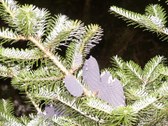 Enlarge photo 10