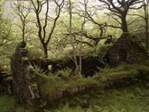 plants