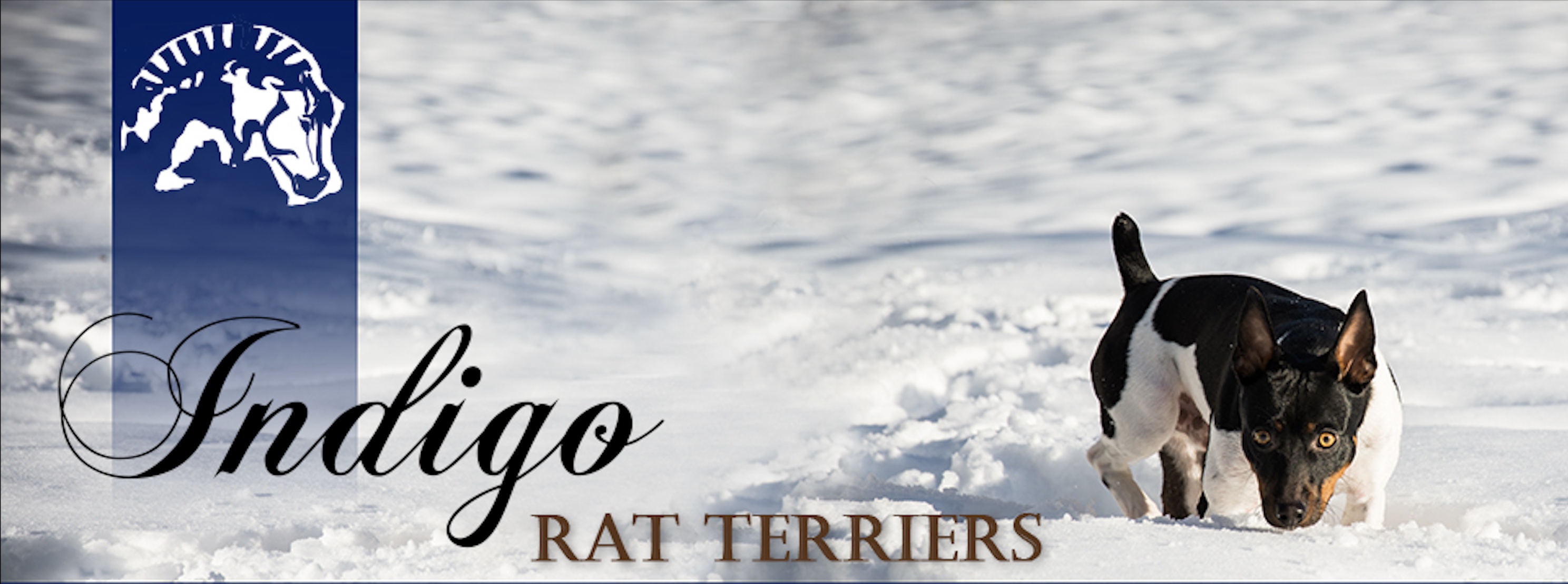 IGO Header