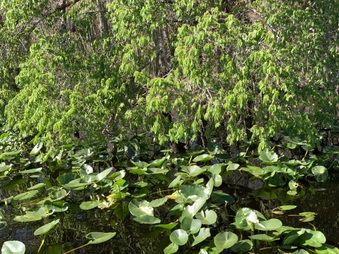 Enlarge photo 24