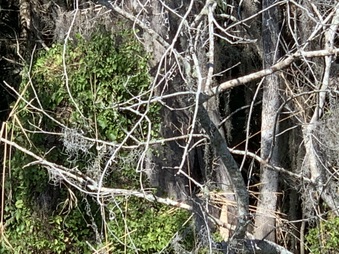 Enlarge photo 30