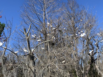 Enlarge photo 41