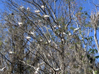 Enlarge photo 43