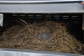 06 16 2013 Birds in the BBQ