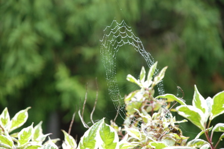 The Web at the Carlsons