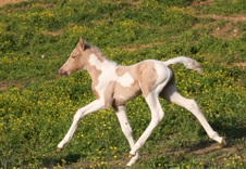 Enlarge photo 62