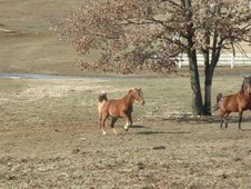 Enlarge photo 77