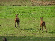 Enlarge photo 63