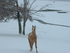 Enlarge photo 48