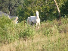 Enlarge photo 33