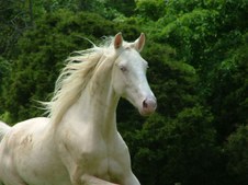 Enlarge photo 48