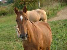 Enlarge photo 37