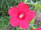Enlarge photo 2