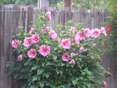 Enlarge photo 4