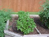 Enlarge photo 11