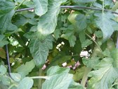 Enlarge photo 12