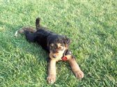 Bruce puppy pics