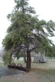 Ice Storm, April 2003