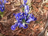 Spring in the air