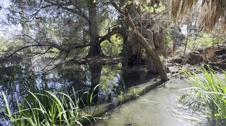 Everglades