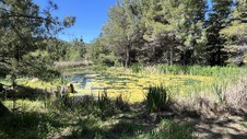 Swamp