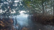 Everglades