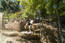 Enlarge photo 135