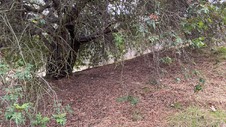 Enlarge photo 93